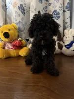 Joe , a male Bichpoo for sale in Durham, CT – 10 of 10