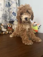 Manny, a male Havapoo for sale in Durham, CT – 6 of 10