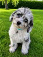 Lilly, a female Cavapoo for sale in Durham, CT – 3 of 10
