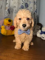 Sugar, a male Miniature Goldendoodle for sale in Durham, CT – 3 of 10