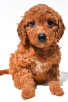 Fran, a female Miniature Goldendoodle for sale in Durham, CT – 3 of 9