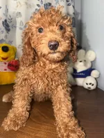 Daisey , a female Miniature Goldendoodle for sale in Durham, CT – 2 of 10