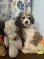 Bingo, a male Cockapoo for sale in Durham, CT – 9 of 10