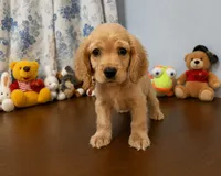 Bingo, a male Cocker Spaniel for sale in Durham, CT – 3 of 10