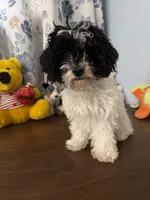 Moe , a male Bichpoo for sale in Durham, CT – 2 of 10