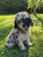 Lu, a female Cavapoo for sale in Durham, CT – 9 of 10