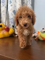 Manny, a male Havapoo for sale in Durham, CT – 2 of 10