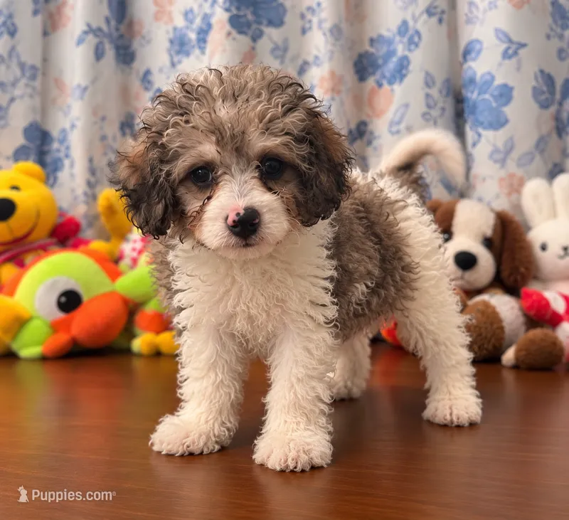 Bingo – Cockapoo puppy for sale in Durham, CT