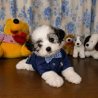 Willy , a male Morkie for sale in Durham, CT – 10 of 10