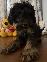 Milo, a male Yorkipoo for sale in Durham, CT – 8 of 10