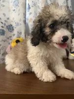 Daisy , a female Cockapoo for sale in Durham, CT – 3 of 10