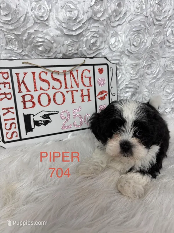 Piper