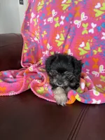 Tina, a female Malchi for sale in Memphis, MO – Photo 3 of 3