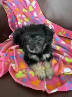 Tina, a female Malchi for sale in Memphis, MO – Photo 1 of 3