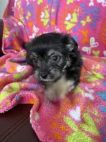 Tina, a female Malchi for sale in Memphis, MO – Photo 2 of 3