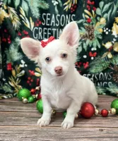 Fluff, a female Chihuahua for sale in Memphis, MO – Photo 1 of 2