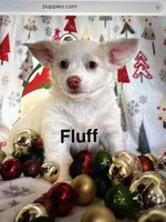 Fluff, a female Chihuahua for sale in Memphis, MO – Photo 2 of 2