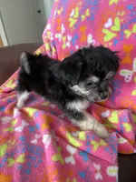 Brea, a female Malchi for sale in Memphis, MO – Photo 3 of 3