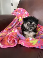 Brea, a female Malchi for sale in Memphis, MO – Photo 2 of 3