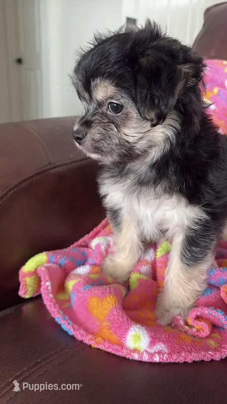 Brea – Malchi puppy for sale in Memphis, MO