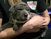 Bandit, a male Cane Corso for sale in Massillon, OH – Photo 3 of 5