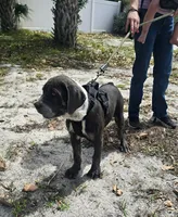 Bandit, a male Cane Corso for sale in Loxahatchee, FL – Photo 3 of 9