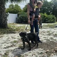 Bandit, a male Cane Corso for sale in Loxahatchee, FL – Photo 2 of 9