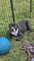 Bandit, a male Cane Corso for sale in Lake Worth, FL – Photo 1 of 7