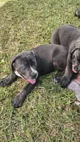 Bandit, a male Cane Corso for sale in Lake Worth, FL – Photo 2 of 7
