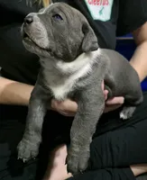 Bandit, a male Cane Corso for sale in Massillon, OH – Photo 2 of 5