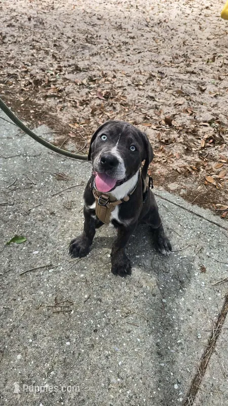 Bandit – Cane Corso puppy for sale in Lake Worth, FL