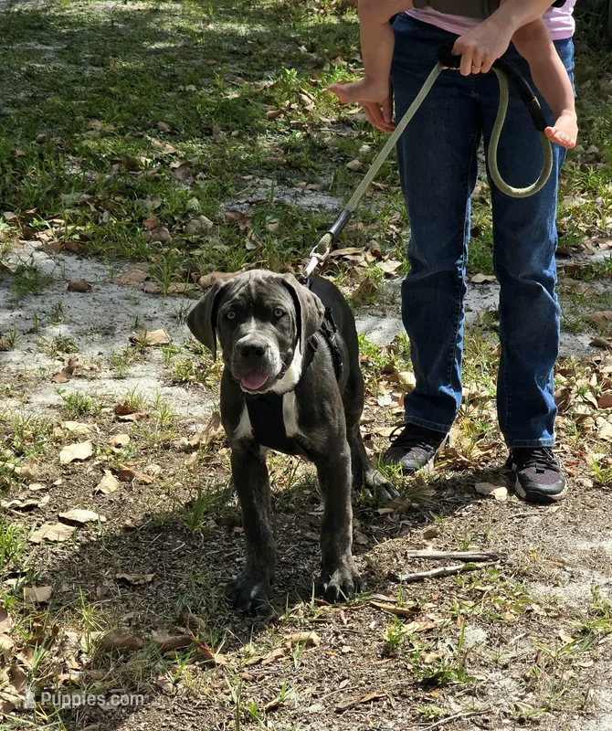 Bandit – Cane Corso puppy for sale in Hobe Sound, FL