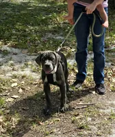 Bandit, a male Cane Corso for sale in Loxahatchee, FL – Photo 1 of 9