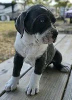 Gunner, a male Cane Corso for sale in Massillon, OH – Photo 2 of 6
