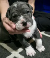 Gunner, a male Cane Corso for sale in Massillon, OH – Photo 4 of 6