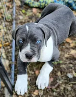 Gunner, a male Cane Corso for sale in Massillon, OH – Photo 3 of 6