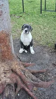 Gunner, a male Cane Corso for sale in Hobe Sound, FL – Photo 2 of 6