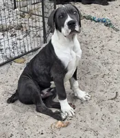 Gunner, a male Cane Corso for sale in Loxahatchee, FL – Photo 1 of 8