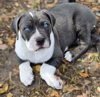 Gunner, a male Cane Corso for sale in Massillon, OH – Photo 1 of 6