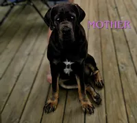 Gunner, a male Cane Corso for sale in Massillon, OH – Photo 6 of 6