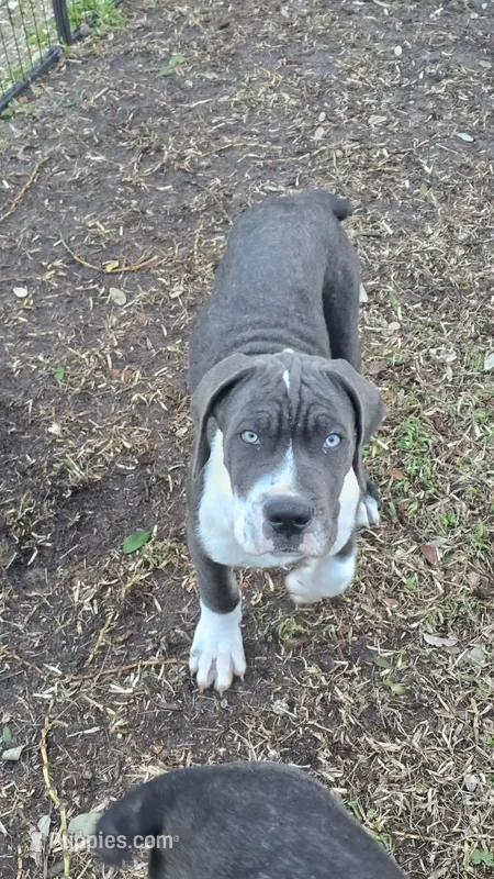 Gunner – Cane Corso puppy for sale in Lake Worth, FL