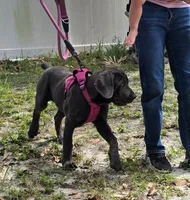 Sophie, a female Cane Corso for sale in Loxahatchee, FL – Photo 2 of 10