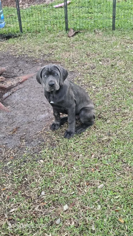 Sophie – Cane Corso puppy for sale in Lake Worth, FL