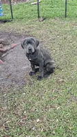 Sophie, a female Cane Corso for sale in Hobe Sound, FL – Photo 1 of 8