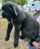 Sophie, a female Cane Corso for sale in Massillon, OH – Photo 2 of 6