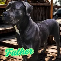 Sophie, a female Cane Corso for sale in Massillon, OH – Photo 5 of 6