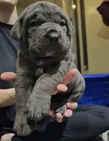 Sophie, a female Cane Corso for sale in Massillon, OH – Photo 4 of 6