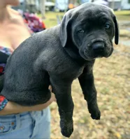 Sophie, a female Cane Corso for sale in Massillon, OH – Photo 1 of 6