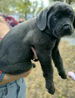 Sophie, a female Cane Corso for sale in Massillon, OH – Photo 3 of 6