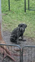 Sophie, a female Cane Corso for sale in Hobe Sound, FL – Photo 2 of 8